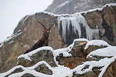Big male of Alpine mountain ibex in the snow in winter environment , valsavarenche Val D’aosta – Italy