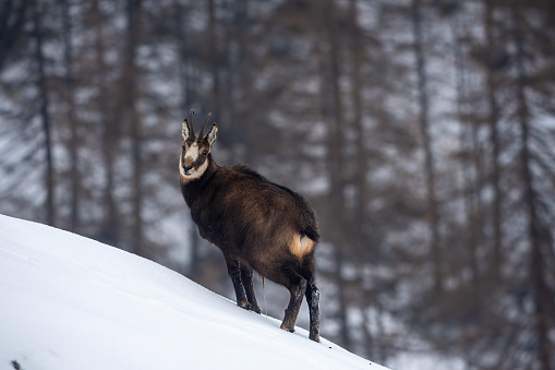 Alpine chamois in the snow in winter environment , valsavarenche Val D’aosta – Italy