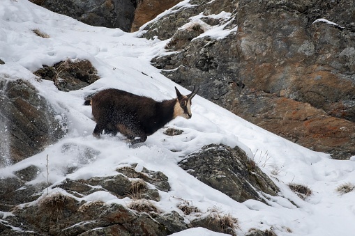 Alpine chamois running in the snow in winter environment , valsavarenche Val D’aosta – Italy