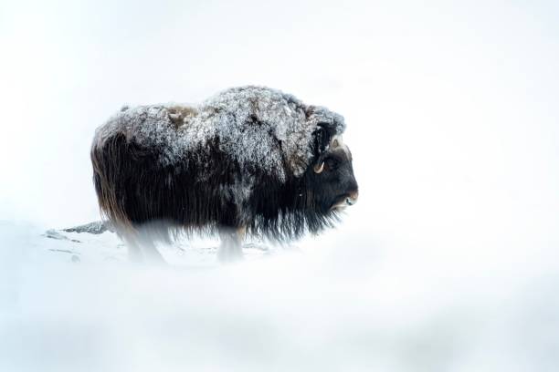 A bull male musk ox in a very cold winter environment, in the mountains of Dovrefjell National Park - Oppdal – Norway A bull male musk ox in a very cold winter environment, in the mountains of Dovrefjell National Park - Oppdal – Norway oppdal stock pictures, royalty-free photos & images