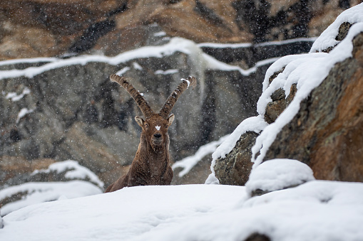 male of Alpine mountain ibex in the snow in winter environment , valsavarenche Val D’aosta – Italy