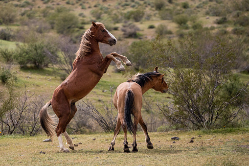 Wild horse stallions striking while fighting in the Salt River desert area  near Scottsdale Arizona United States