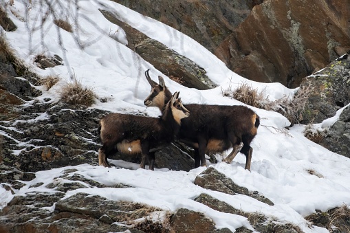 Pair of alpine chamois on the snow in winter environment, Valsavarenche Val D'aosta – Italy