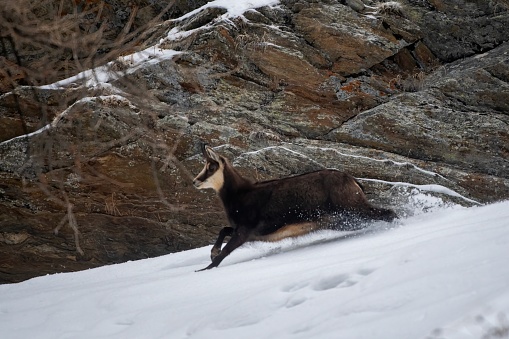 Alpine chamois running in the snow in winter environment , valsavarenche Val D’aosta – Italy