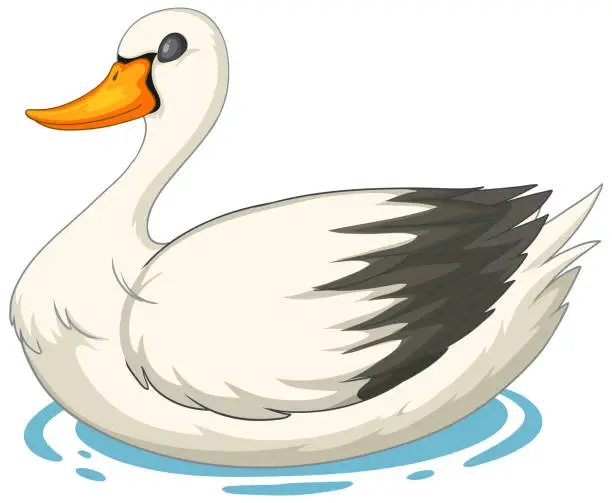 Vector illustration of Vector illustration of a white swan floating