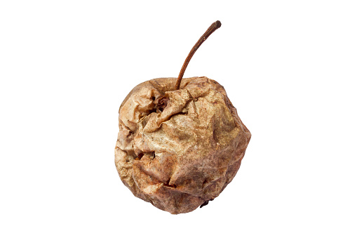 Rotten dried apple isolated on white background. Close-up of an old apple.