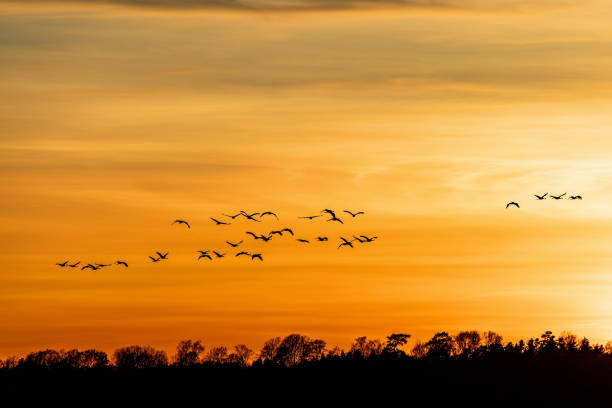 istock Sunset with a flock of cranes at the sky 2113996426