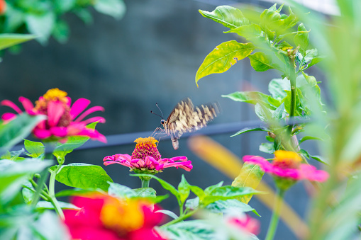 flowers & butterflies, Orange butterfly (Papilio demoleus)