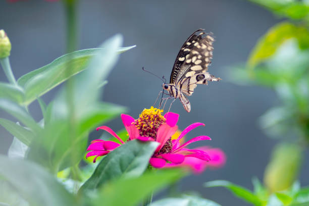 Colorful butterfly sitting on flower