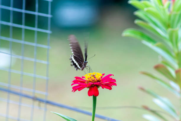 Yellow swallowtail butterfly on a flower closeup