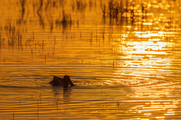 istock Shoveler foraging in a lake at twilight 2113998007