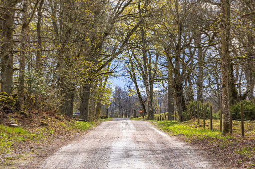 Dirt road in a foliation green forest at spring