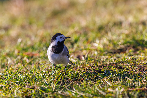 White wagtail looking away on a sunny meadow