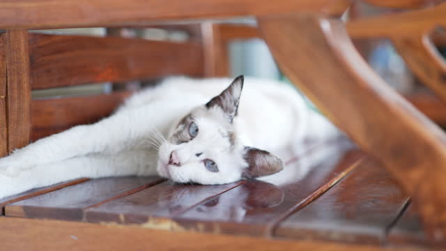 White Cat sleeping on wood chair