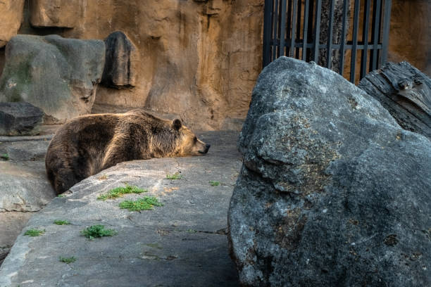 Brown bear in the zoo resting on a rock