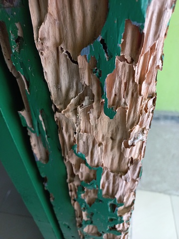 the door frame was eaten by termites, obsolete, moldy, jamb, doty