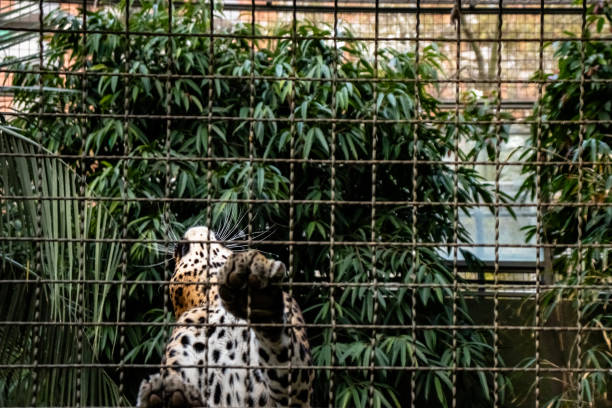Jaguar in Barcelona, Zoo