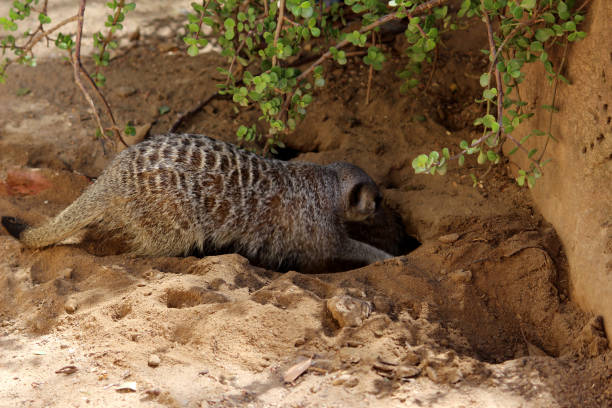 istock Meerkat (Suricata suricatta) looking for food : (pix Sanjiv Shukla) 2114009863