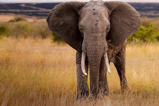 Wild big elephant in the Masai Mara in Africa