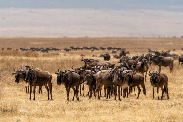 istock Wildebeests in the savannah 2114015545