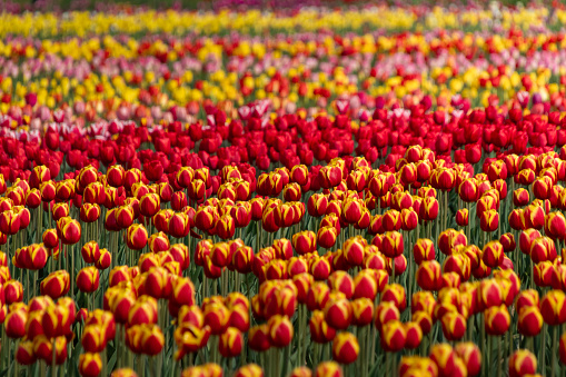 every year when the Italian tulip field in Arese blooms there is the possibility of going and picking tulips by paying