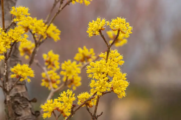 Yellow Cornelian cherry flowers blooming on the branches of a Cornus officinalis tree in early spring.