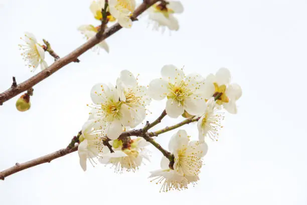 Green Plum blossoms in full bloom in early spring.