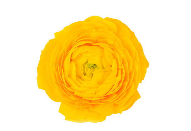 Ranunculus asiaticus, Persian buttercup yellow color