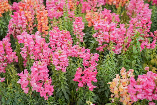 Ping flowers in the garden called Snapdragon or Antirrhinum majus or Bunny rabbits.