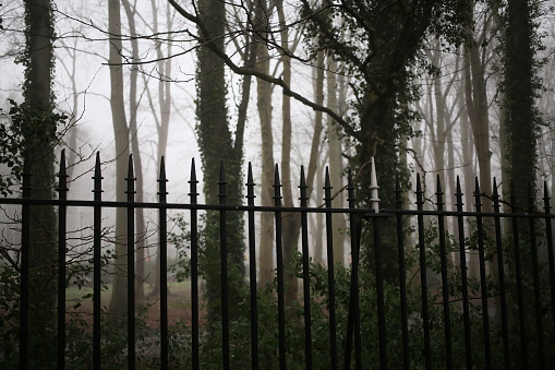 A scenic view of a misty forest with fence
