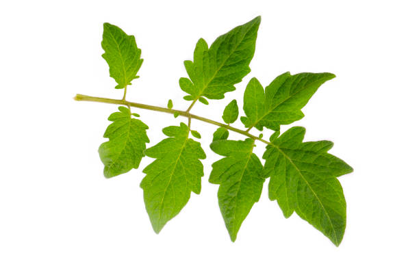 istock Branch of tomato leaves on white background 2114065211