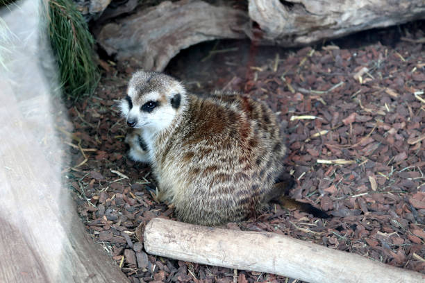 istock Juvenile Meerkats (Suricata suricatta) in a zoo : (pix Sanjiv Shukla) 2114069543