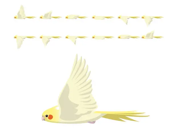 Vector illustration of Bird Cockatiel Parrot Cockatoo Lutino Flying Animation Sequence Cartoon Vector