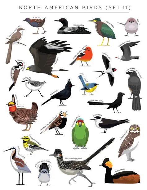 Vector illustration of North American Birds Set Cartoon Vector Character 11