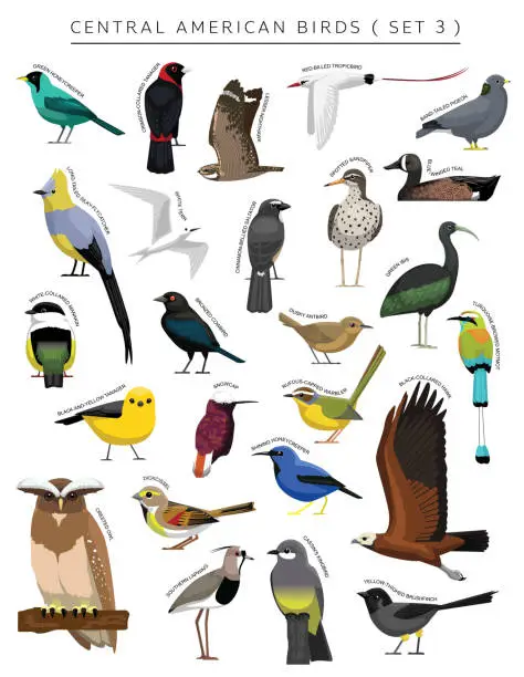 Vector illustration of Central American Birds Set Cartoon Vector Character 3