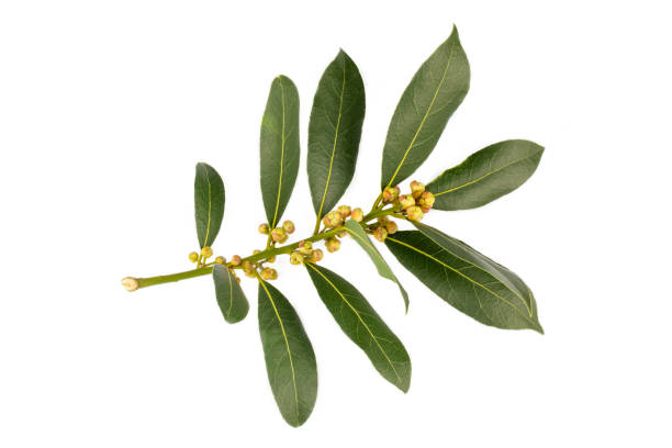 istock Fresh green daphne leaves - leaf on the white background 2114081570