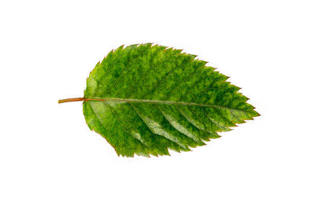 Green rose leaves isolated on white background