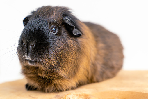 A close-up of an adorable guinea pig against a white backdrop