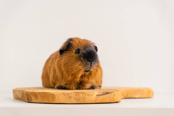 A close-up of an adorable guinea pig against a white backdrop