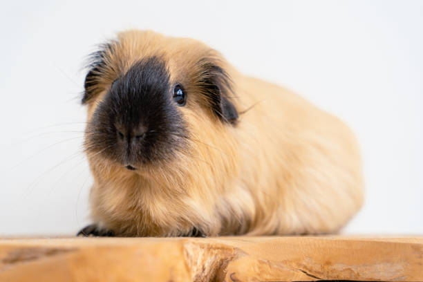 istock Closeup of a cute Guinea pig on a white background 2114095241