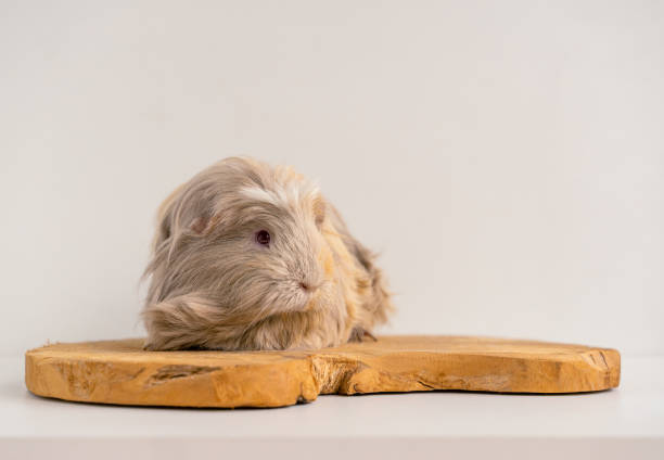 A close-up of an adorable guinea pig against a white backdrop