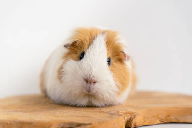 A close-up of an adorable guinea pig against a white backdrop