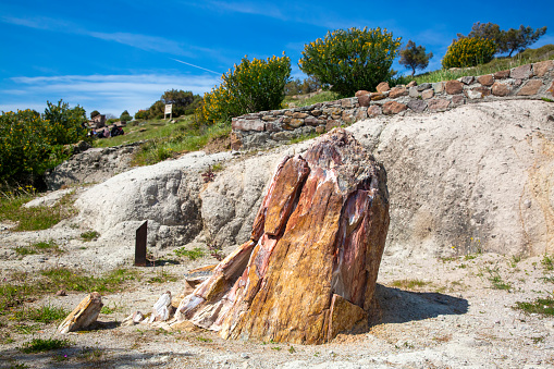 A fossilized tree trunk from the UNESCO Geopark Petrified Forest of Sigri on the island of Lesvos in Greece. Mytilene - Greece Lesbos fossil forest