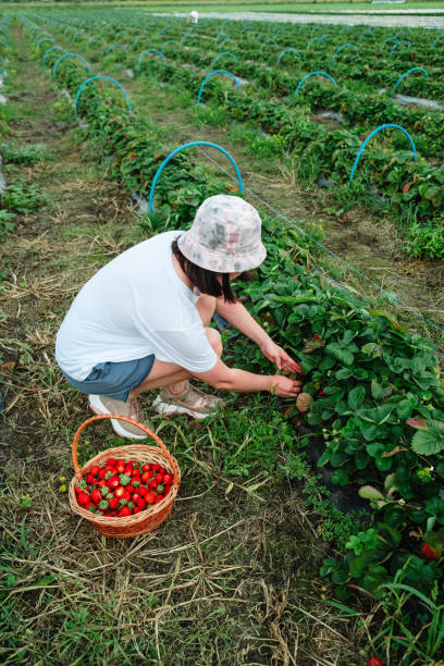 istock Woman gathering Strawberries at the farm 2114101193