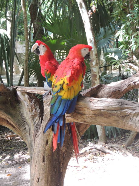 istock Tropical Harmony: Vibrant Ara Parrot Couple Perched on Branch in Mexico 2114102645