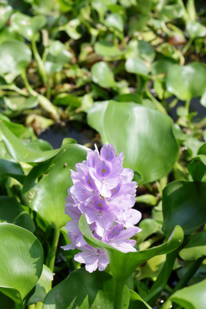 istock Water hyacinth F 2114103686