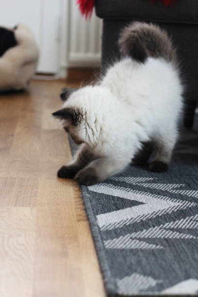 istock A playful fluffy kitten playing at home 2114104717