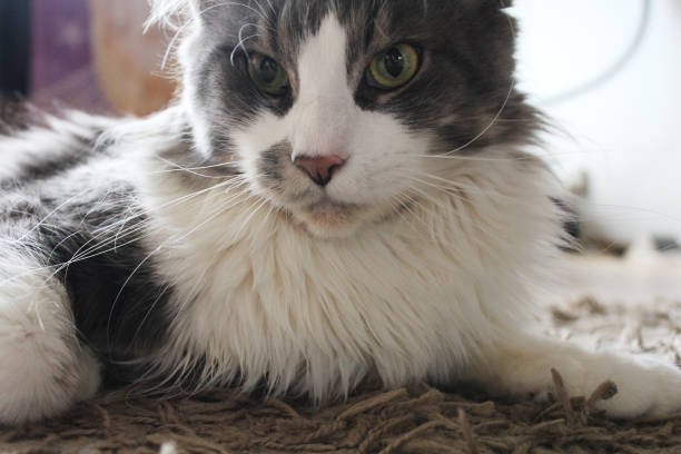 istock A really close up on a main coon cat at home 2114104740