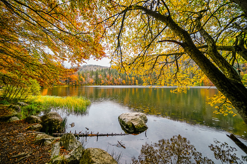 Landscape in autumn at Feldberg in the Black Forest. Feldbergsteig hiking trail. Nature at Feldsee in the Breisgau-Hochschwarzwald district in Baden-Württemberg.