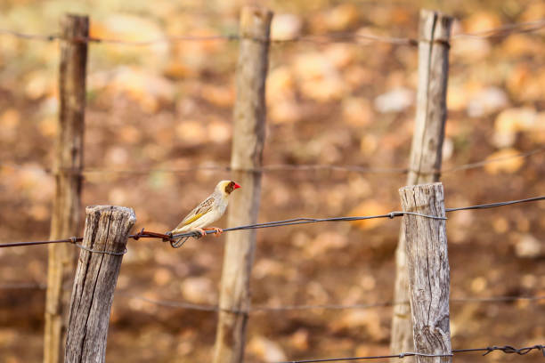 Red-Billed Quelea Sitting on a fence red billed quelea stock pictures, royalty-free photos & images